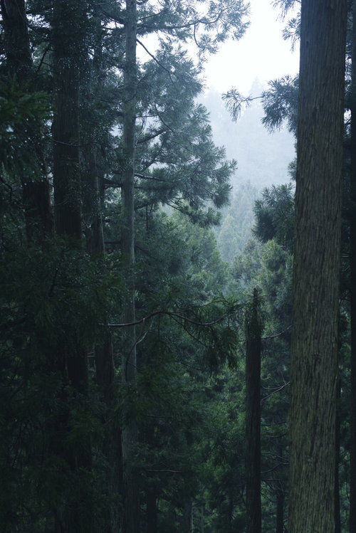 杉林に差し込む優しい光と静寂な森の風景 - 木漏れ日と樹木
