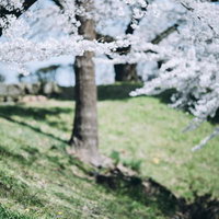 カラスも花見、満開の桜の枝にとまる野鳥、福島県会津若松市の写真