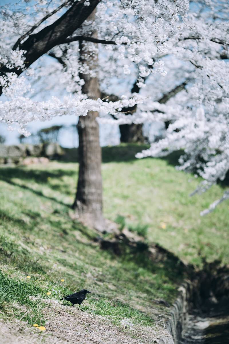 満開の桜の枝にとまるカラスと下に広がる芝生や小川