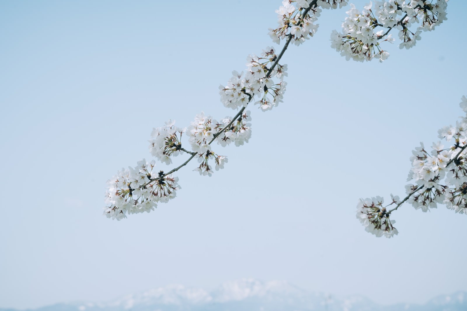 青空を背景に斜めに伸びる桜の枝と淡いピンクの花々