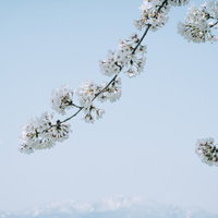 青空と伸びる桜の枝 春の開放的な花見風景の写真
