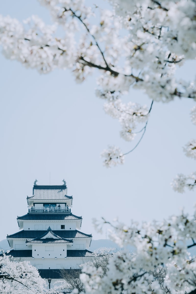 桜の花越しに見る鶴ヶ城の天守閣