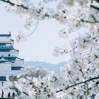 満開の桜に囲まれた鶴ヶ城の天守閣 福島県会津若松市の写真