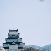 春の鶴ヶ城と満開の桜 会津若松の天守閣と桜の花の写真