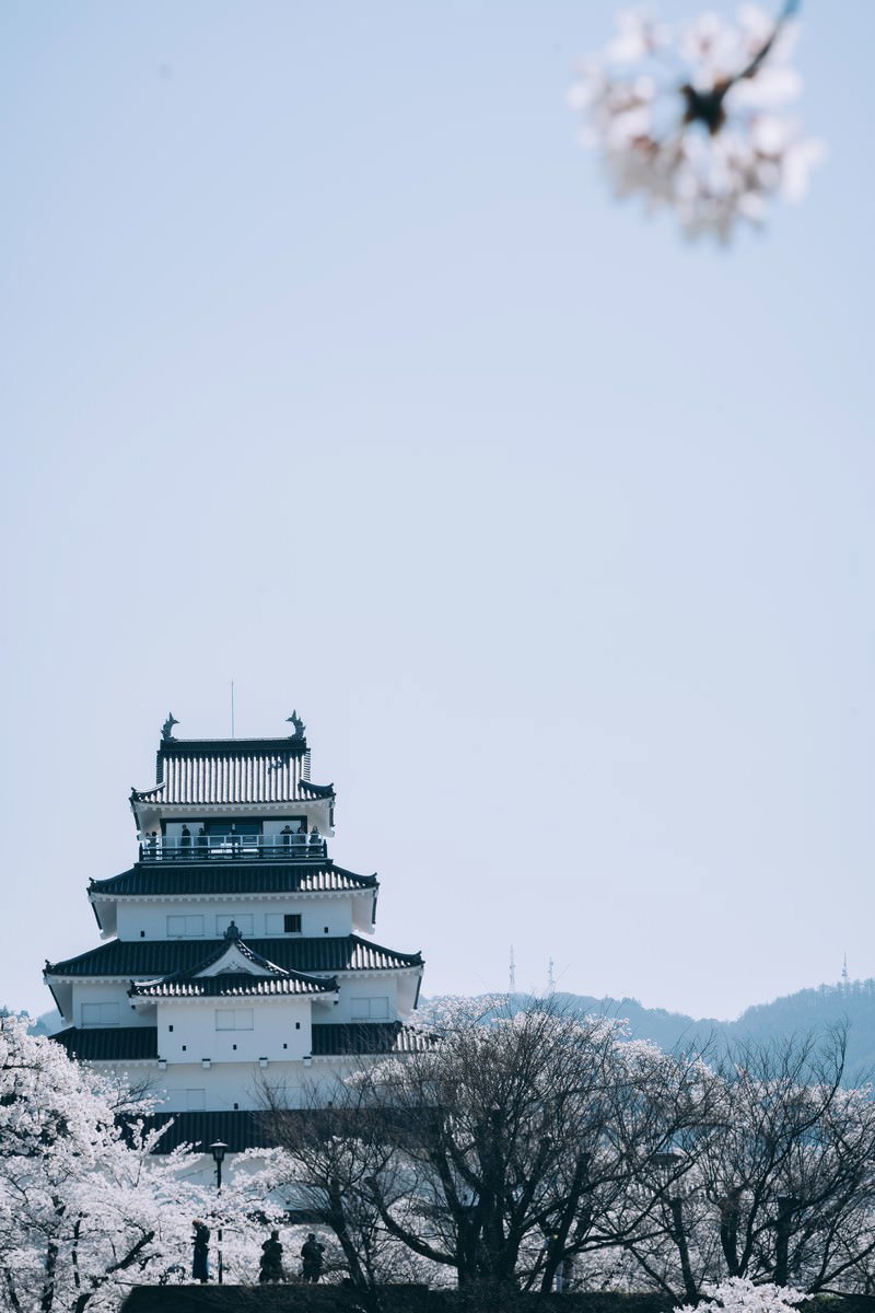 青空の下で満開の桜と白い天守閣が美しく調和する鶴ヶ城