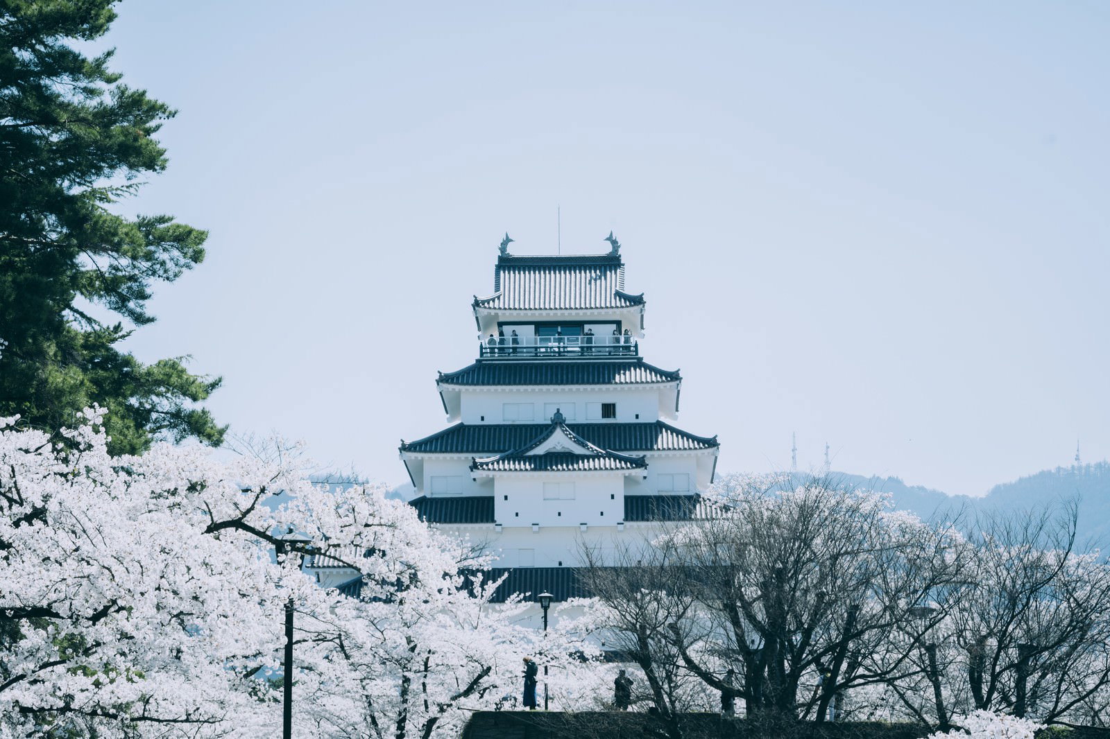 鶴ヶ城と満開の桜