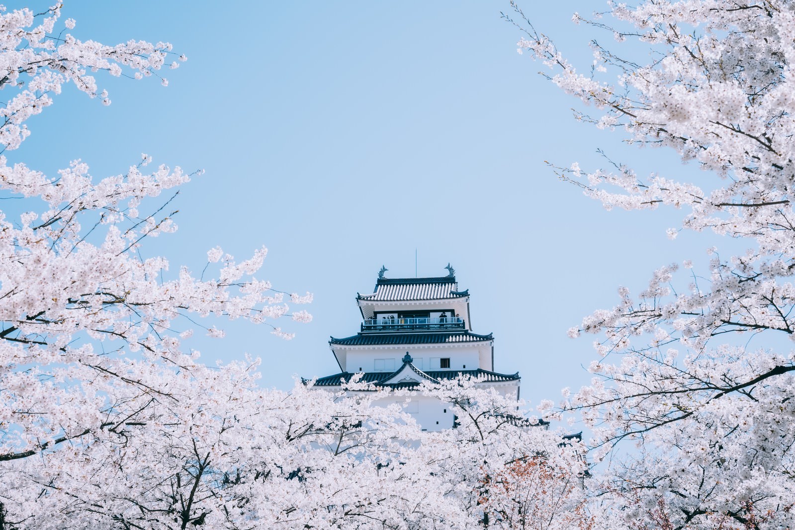 満開の桜に囲まれた福島県会津若松市の鶴ヶ城の天守閣