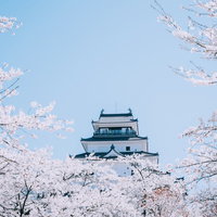 満開の桜に浮かぶ鶴ヶ城（福島県会津若松市）の写真