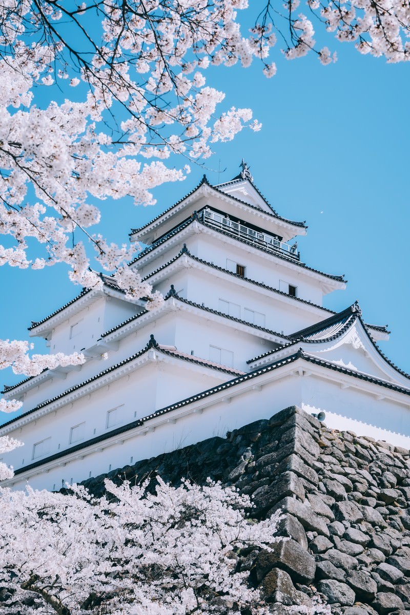 青空の下、満開の桜に囲まれた白い鶴ヶ城の天守閣