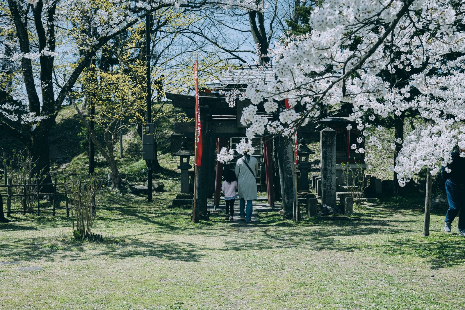 桜咲く鶴ヶ城稲成神社の境内で赤い鳥居前を歩く親子