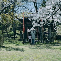 鶴ヶ城稲成神社の赤い鳥居前で参拝する親子と春の桜の写真