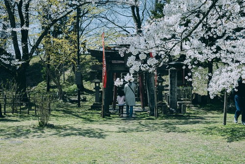 鶴ヶ城稲成神社の赤い鳥居前で参拝する親子と春の桜
