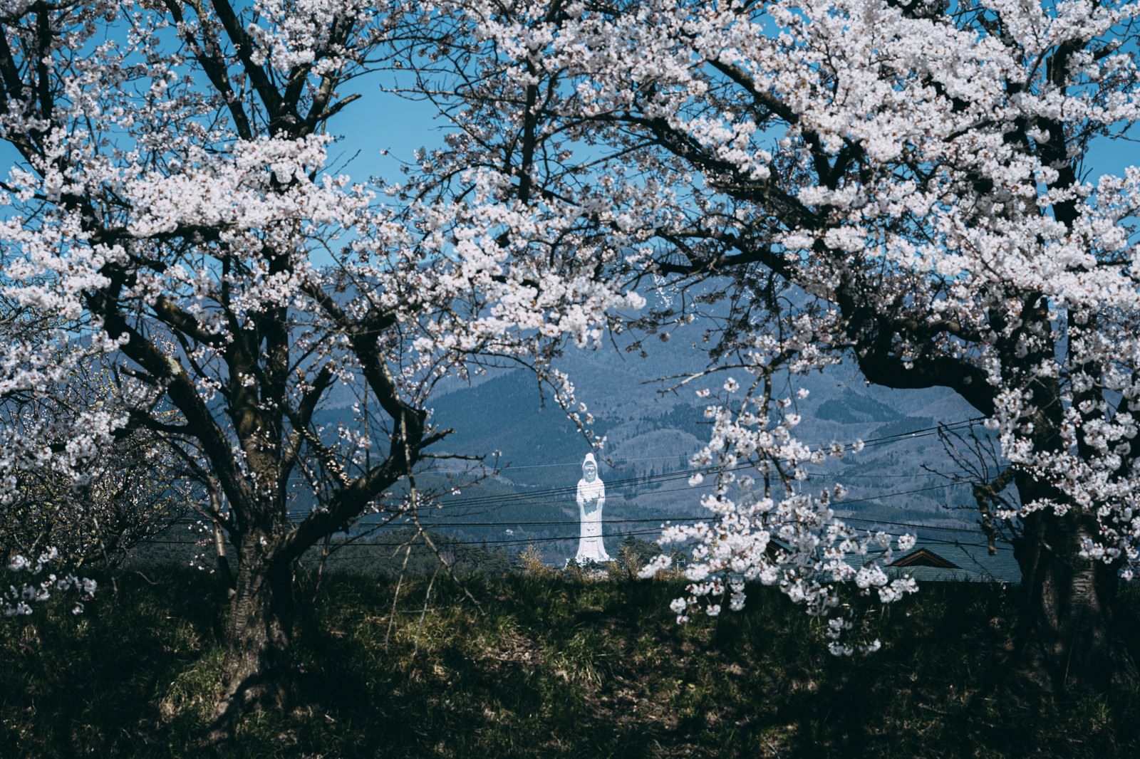 満開の桜の枝越しに見える会津慈母大観音像の春の風景