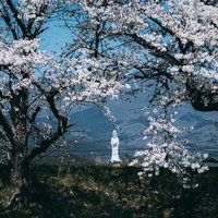 満開の桜越しに見る会津慈母大観音像と春景色の写真