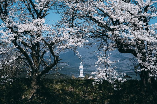 満開の桜越しに見る会津慈母大観音像と春景色