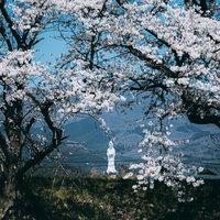 桜の間から見える会津慈母大観音像の写真