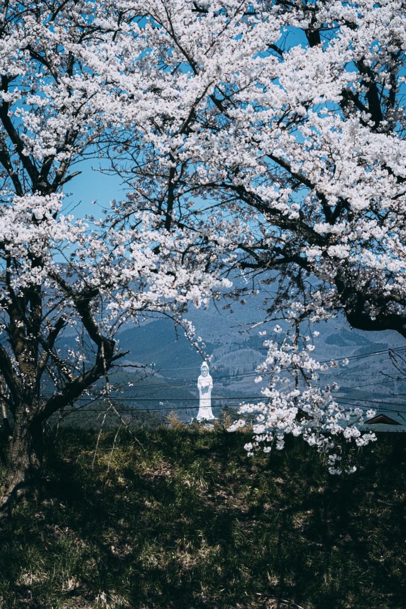 桜の枝越しに見える白い会津慈母大観音像と青空