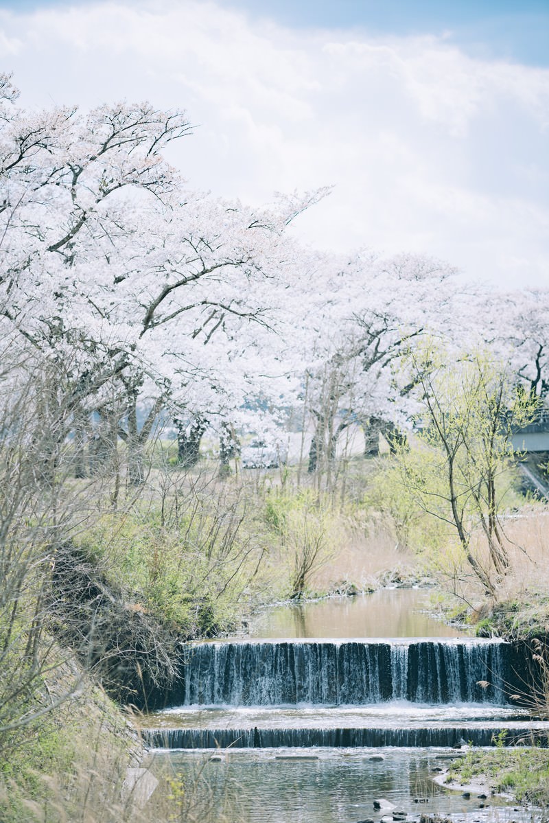 福島県会津若松市の桜並木と小川、満開の桜が咲く春の風景