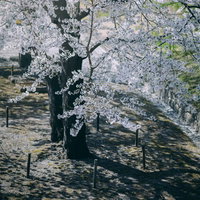 満開の桜と地面に落ちる影の風景、春の木漏れ日の写真