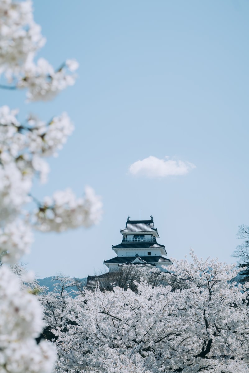 満開の桜と鶴ヶ城の天守閣