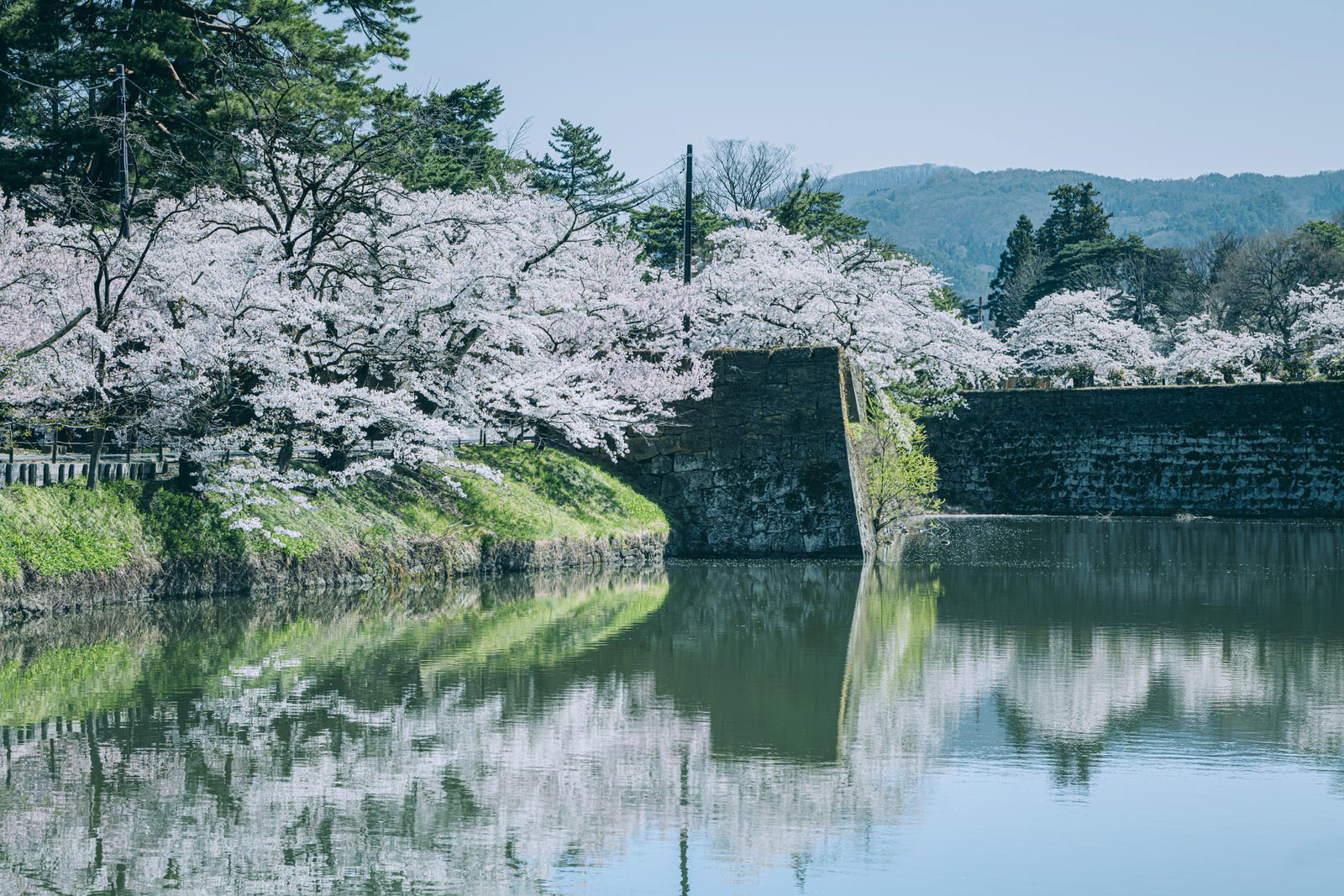 満開の桜が水面に映り込み、石垣と共に春の風景を作る様子