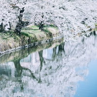 水鏡に映る満開の桜並木 福島県会津若松市の春風景の写真