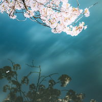 池の水面に映る青空と満開の桜の写真