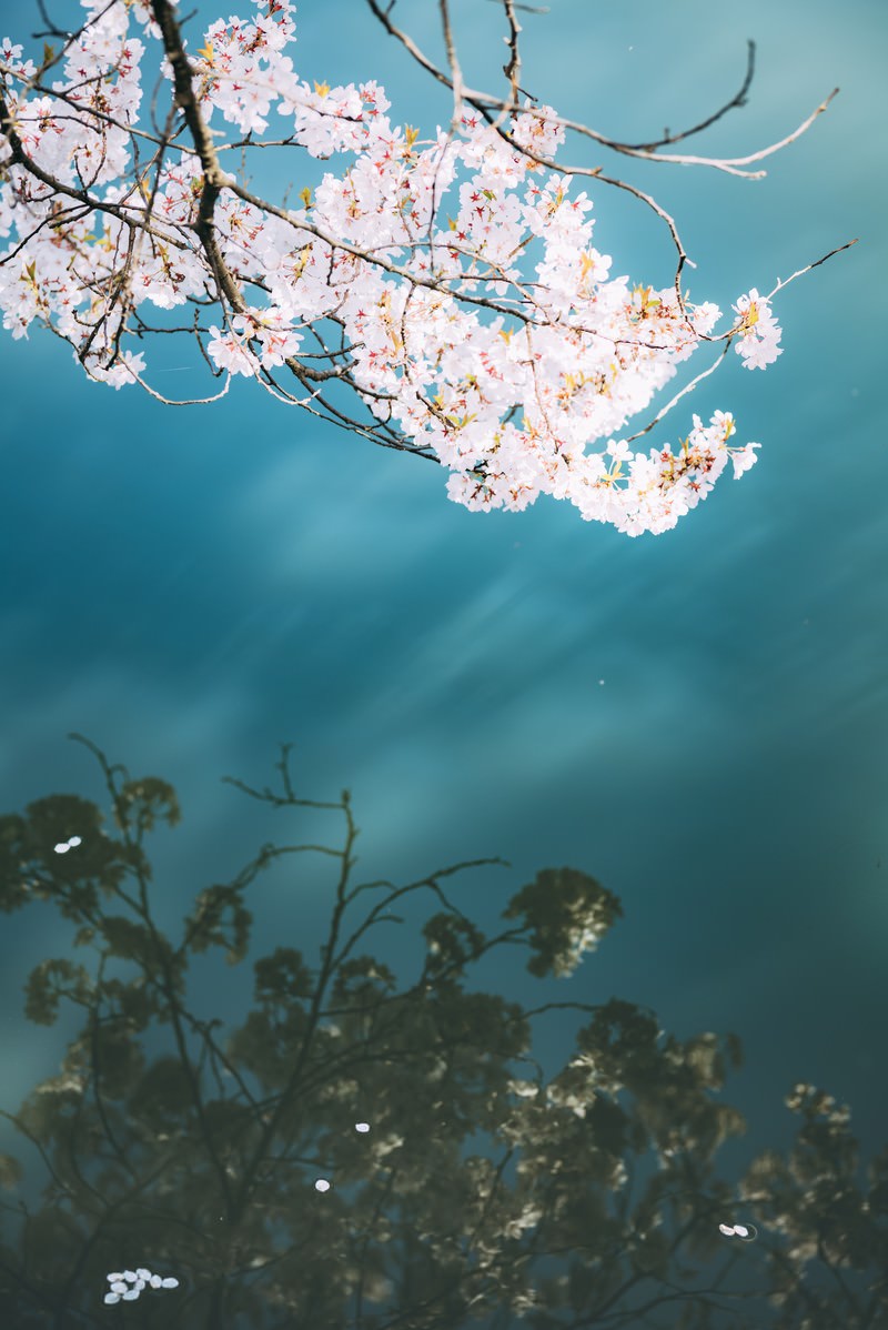 池の水面に青空と満開の桜が映り込んでいる春の風景