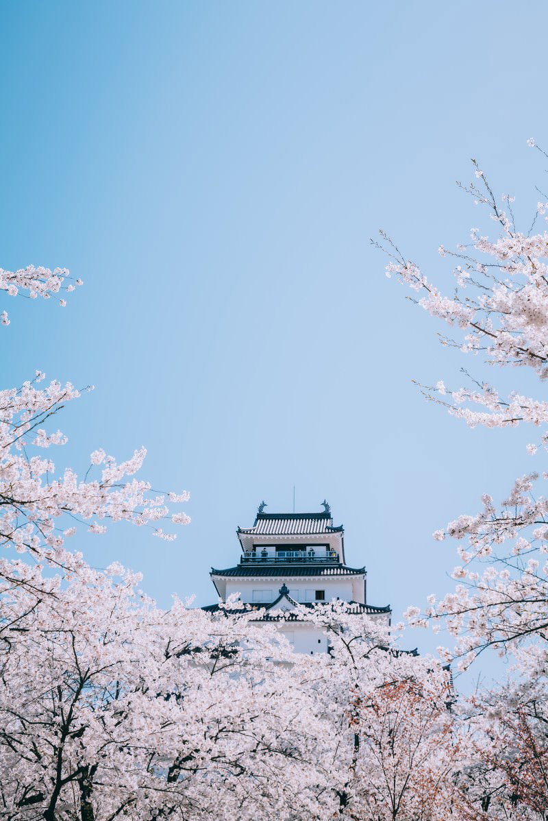 満開の桜並木の向こうに見える鶴ヶ城の天守閣