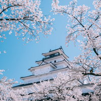 桜の枝越しに見上げる鶴ヶ城の天守閣の写真