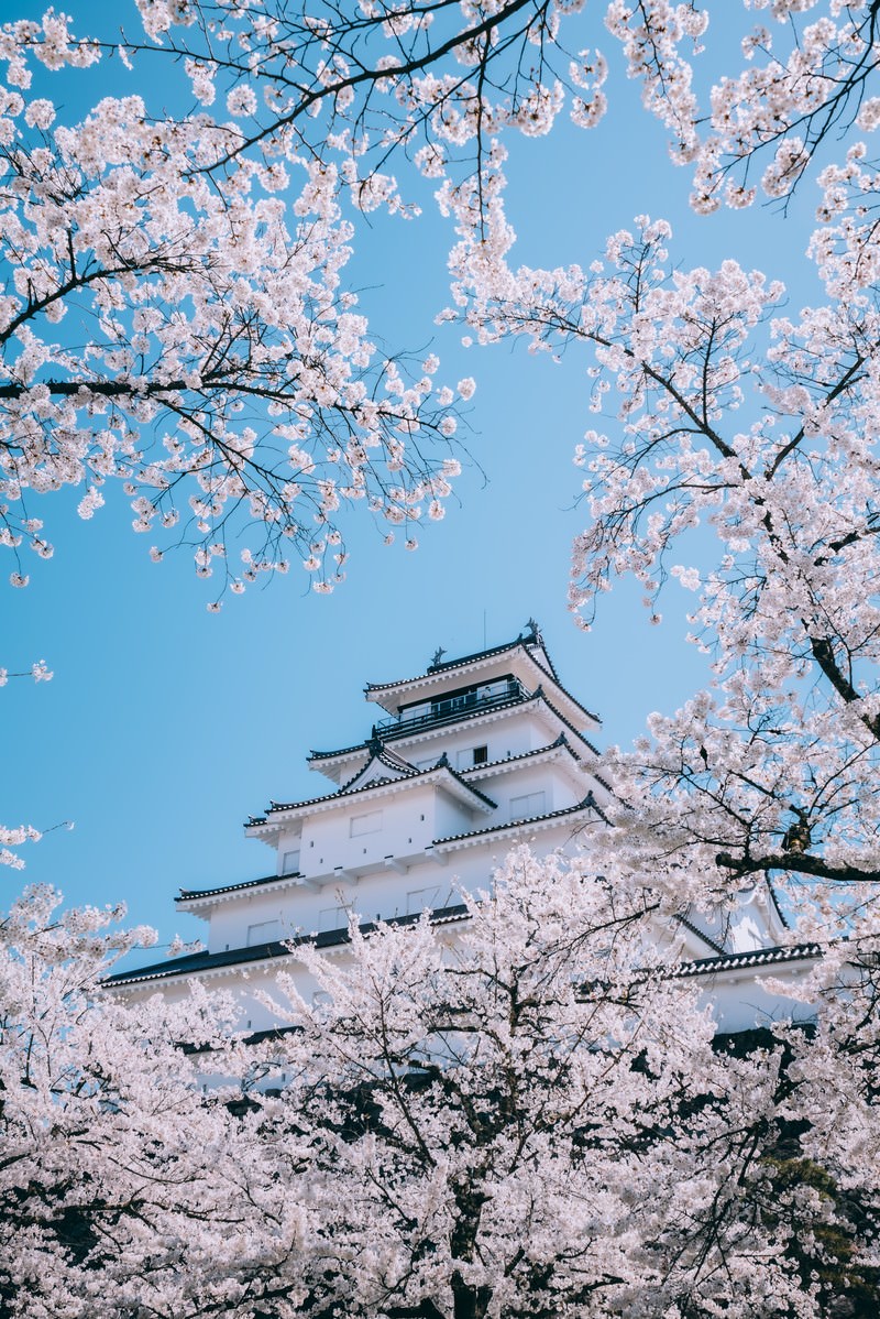 春の鶴ヶ城と満開の桜