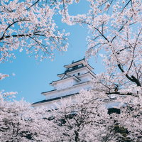 満開の桜の向こうに見える鶴ヶ城と青空の春景色の写真