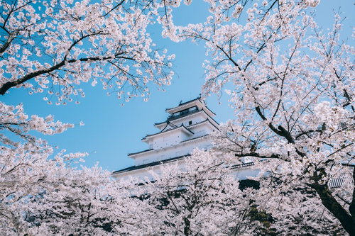 満開の桜の向こうに見える鶴ヶ城と青空の春景色