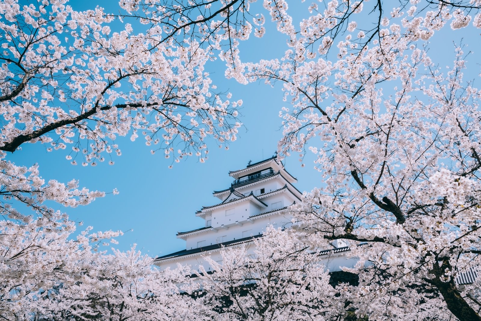 満開の桜越しに見上げた鶴ヶ城の天守閣