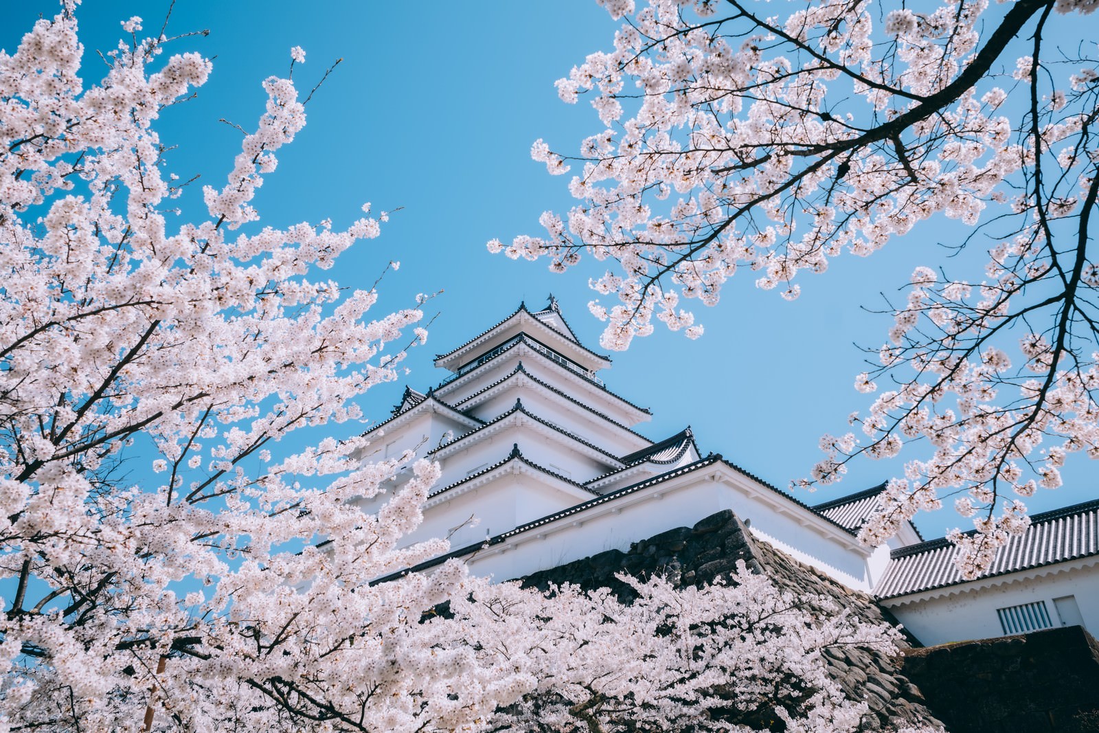見上げた満開の桜と鶴ヶ城（福島県会津若松市）の写真素材 - フリー