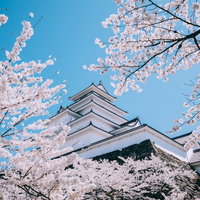 見上げた満開の桜と鶴ヶ城（福島県会津若松市）の写真