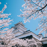 雲一つない青空と満開の桜に囲まれた鶴ヶ城の写真