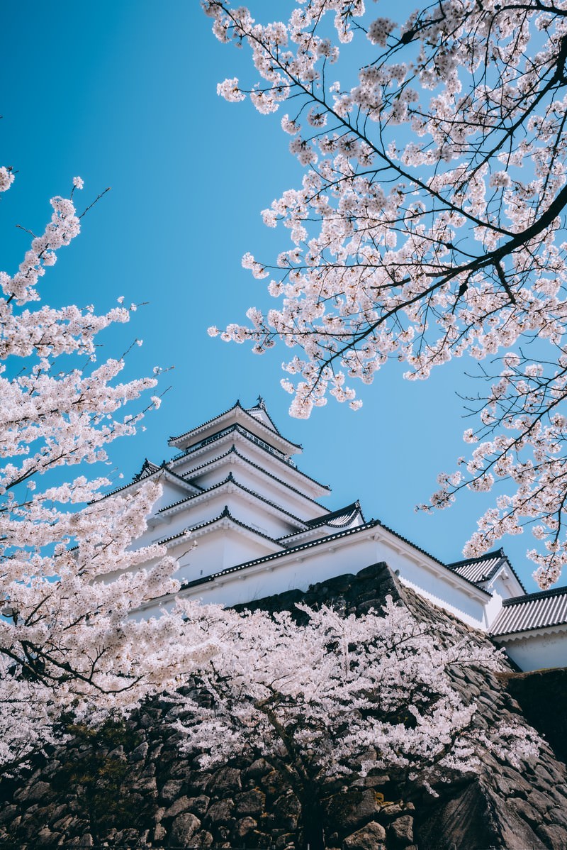 青空の下、満開の桜に囲まれた白い鶴ヶ城の天守閣