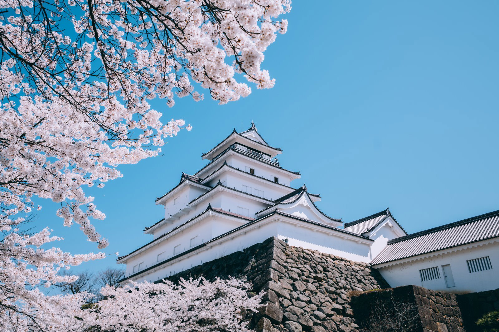 春の鶴ヶ城と満開の桜