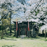 満開の桜に囲まれた鶴ヶ城稲成神社の朱色の鳥居の写真