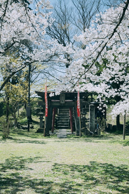 満開の桜に囲まれた鶴ヶ城稲成神社の朱色の鳥居