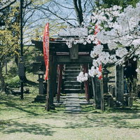 朱色の鳥居と満開の桜が彩る鶴ヶ城稲成神社の写真
