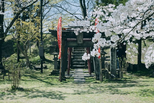 朱色の鳥居と満開の桜が彩る鶴ヶ城稲成神社