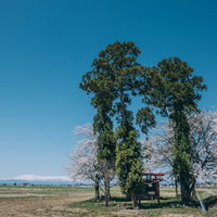 田畑の中にぽつんとある桜の木と鳥居がある社の写真