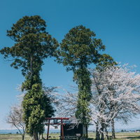 青空に伸びる大木と鳥居の春の神社境内で桜が咲く日本の風景の写真