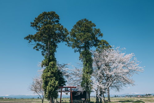 青空に伸びる大木と鳥居の春の神社境内で桜が咲く日本の風景