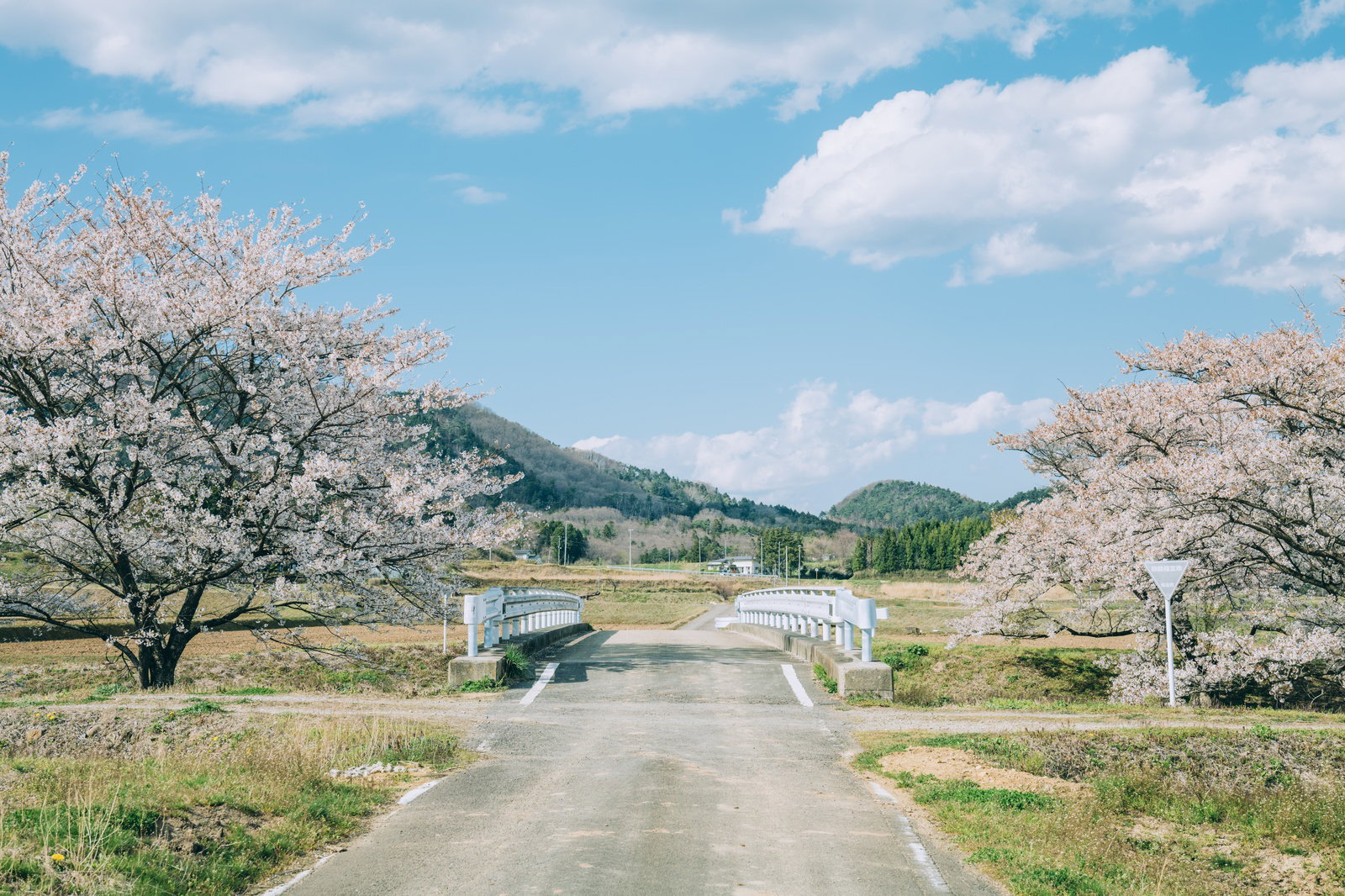 笹原川沿いに咲く満開の桜並木と一本道