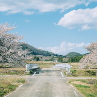 笹原川の両岸に咲く満開の桜並木（福島県郡山市）の写真