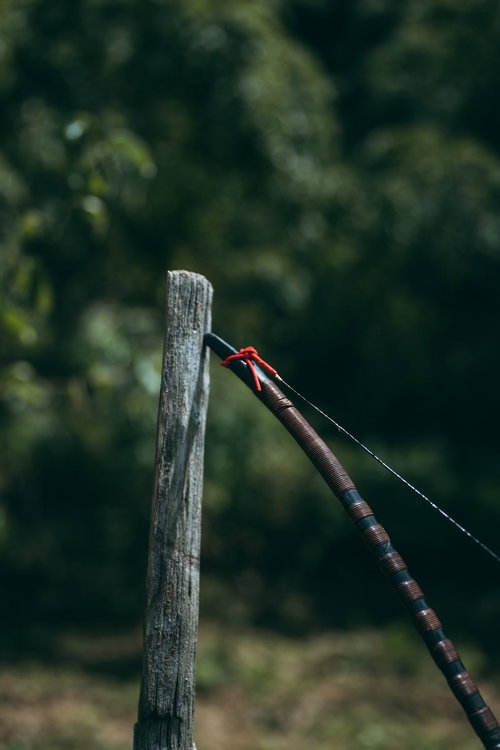 立木に立てかける木製の大弓と緑豊かな林の風景