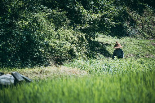 成長する稲田の中に立つ網代笠姿の侍